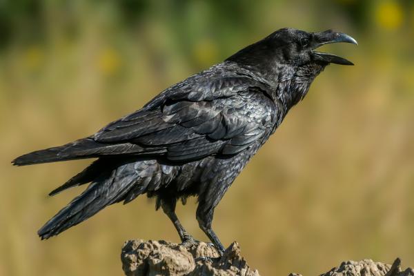 ¿Los cuervos hablan? - ¿Qué palabras o sonidos pueden imitar los cuervos?