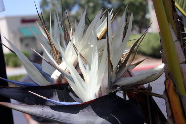 Planta ave del paraíso: características y cuidados - Tipos de plantas ave del paraíso 