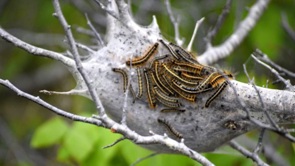Científicos descubren nuevos enemigos de la procesionaria: varios carnívoros ya se alimentan de ella y ayudan a controlar la plaga