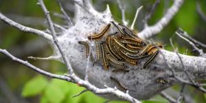 Científicos descubren nuevos enemigos de la procesionaria: varios carnívoros ya se alimentan de ella y ayudan a controlar la plaga