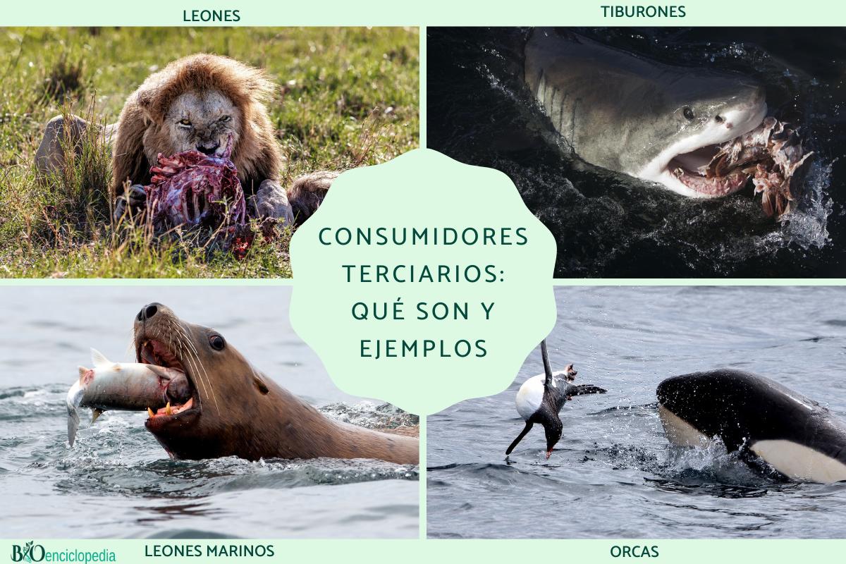 Consumidores terciarios: qué son y ejemplos