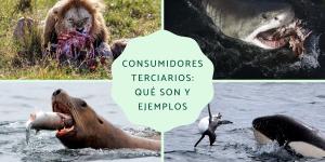 Consumidores terciarios: qué son y ejemplos
