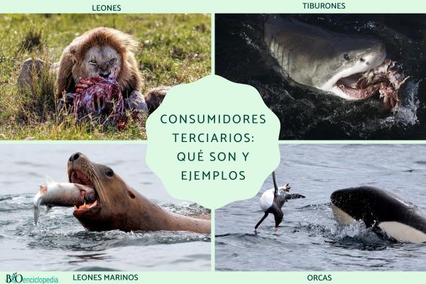 Consumidores terciarios: qué son y ejemplos