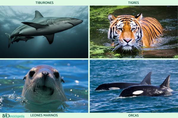 Consumidores terciarios: qué son y ejemplos - Ejemplos de consumidores terciarios 