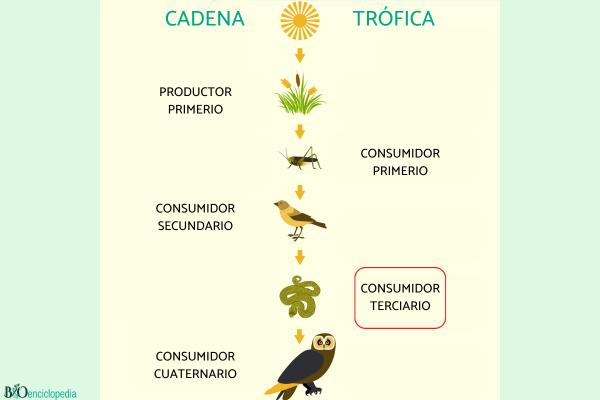 Consumidores terciarios: qué son y ejemplos - Importancia de los consumidores terciarios 