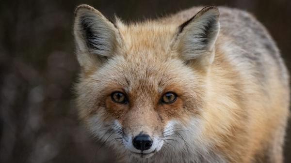 Científicos descubren nuevos enemigos de la procesionaria: varios carnívoros ya se alimentan de ella y ayudan a controlar la plaga - Los carnívoros que están comiendo procesionaria