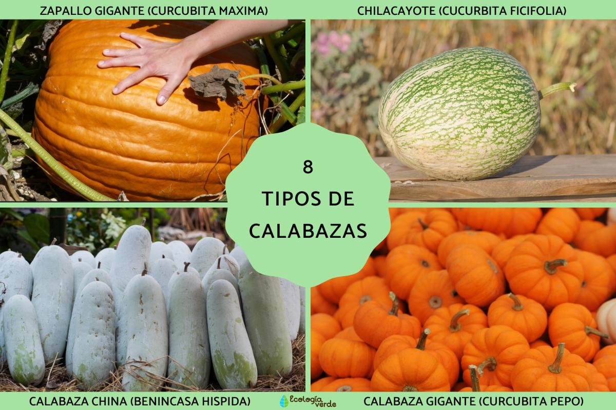 Tipos de calabazas
