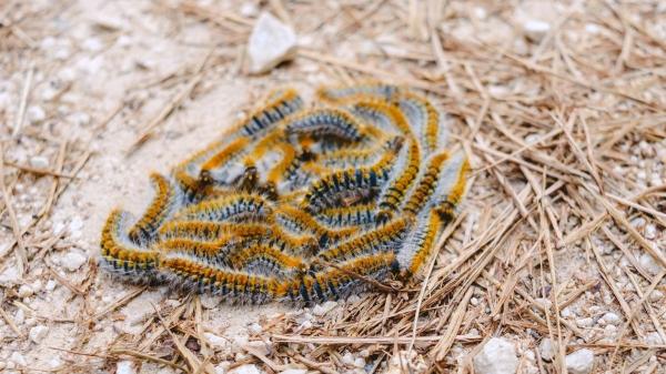 Científicos descubren nuevos enemigos de la procesionaria: varios carnívoros ya se alimentan de ella y ayudan a controlar la plaga - Un descubrimiento inesperado en los bosques mediterráneos