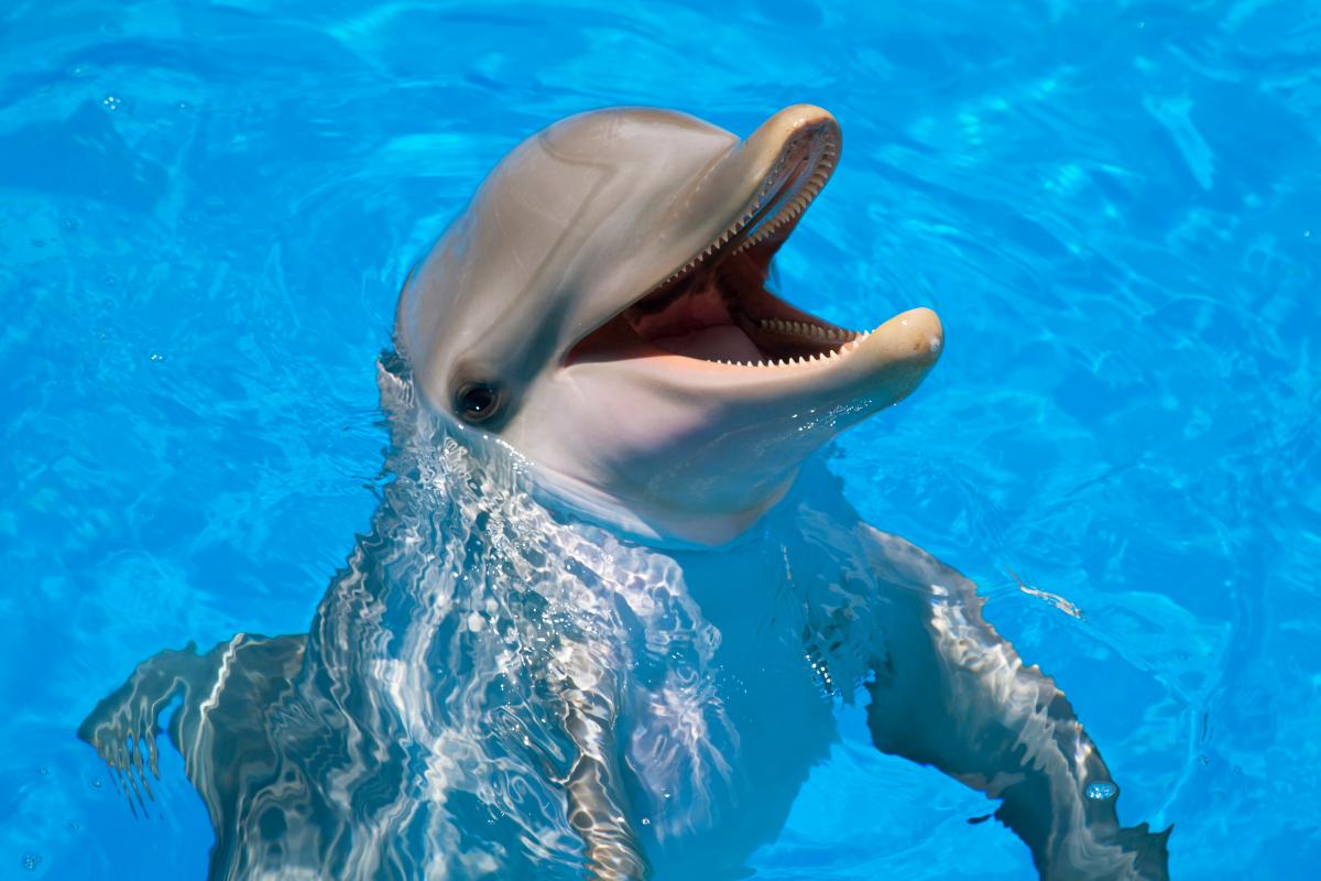 Curiosidades de los delfines