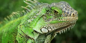 Iguana
