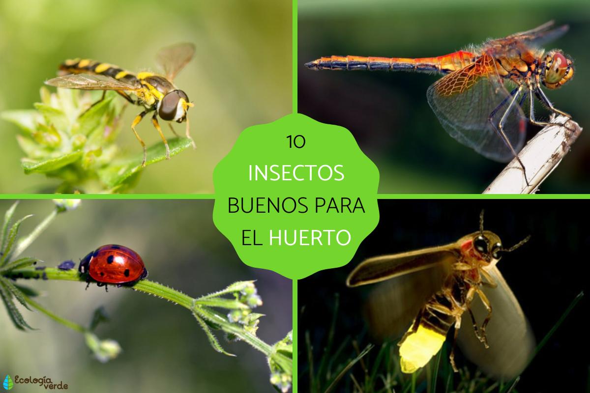 Insectos beneficiosos para el huerto
