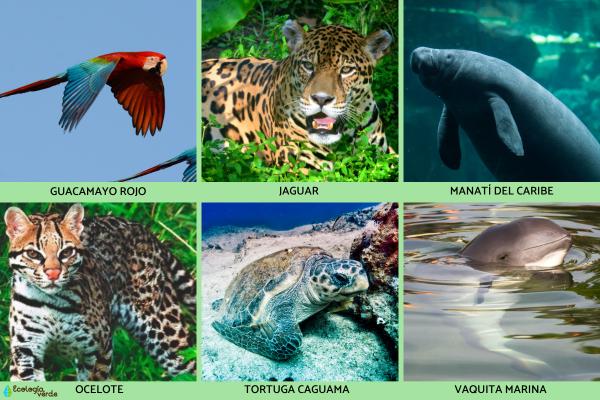 Flora y fauna de México - Animales en peligro de extinción en México
