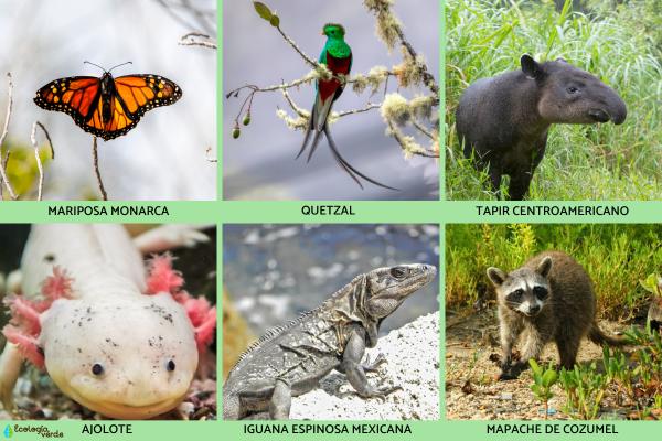 Flora y fauna de México - Fauna de México