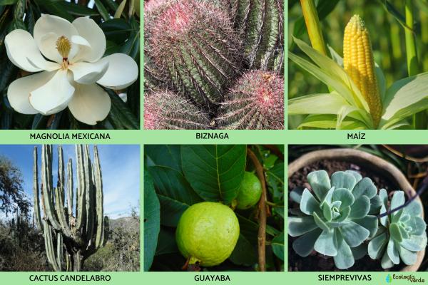 Flora y fauna de México - Flora de México