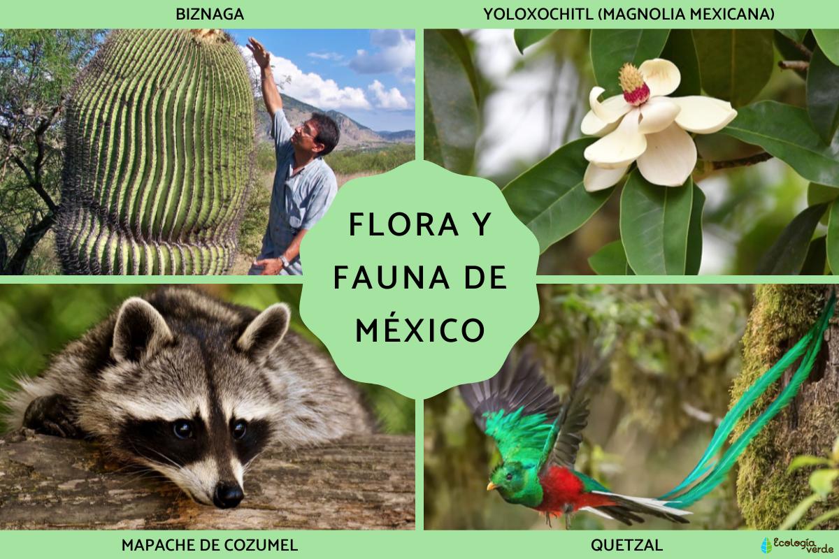 Flora y fauna de México