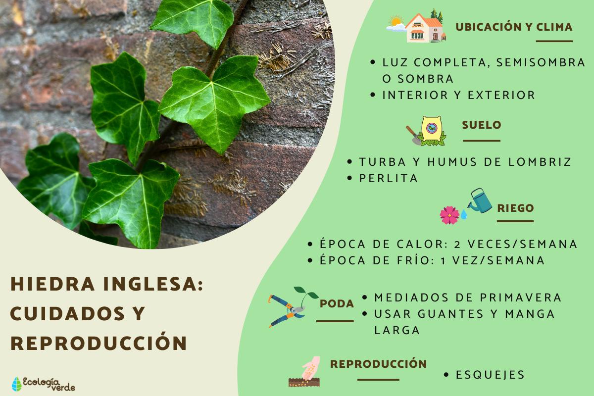 Hiedra inglesa: cuidados y reproducción