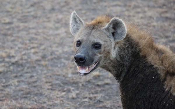 Los 10 animales con la mordida más poderosa - Hiena