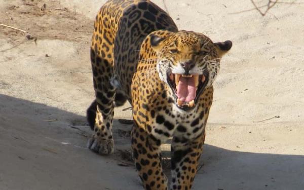 Los 10 animales con la mordida más poderosa - Jaguar