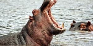 Los 10 animales con la mordida más poderosa