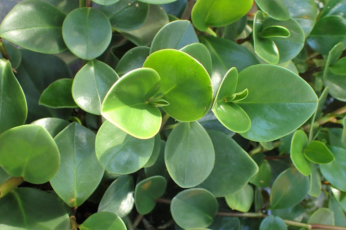 Peperomia obtusifolia: cuidados