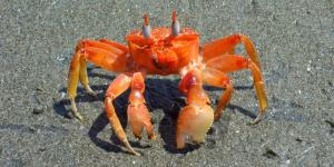 Cangrejo fantasma