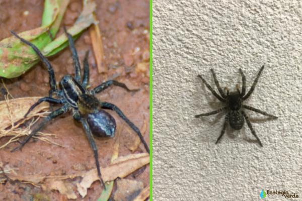 Especies gemelas: qué son y ejemplos - Ejemplos de especies gemelas