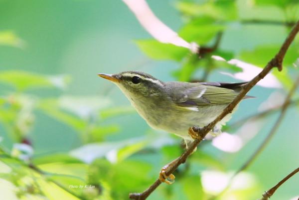 Especies gemelas: qué son y ejemplos