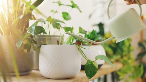 La regla de los tres momentos para regar las plantas y evitar que sufran durante una ola de calor - La regla de los tres momentos para regar las plantas durante una ola de calor