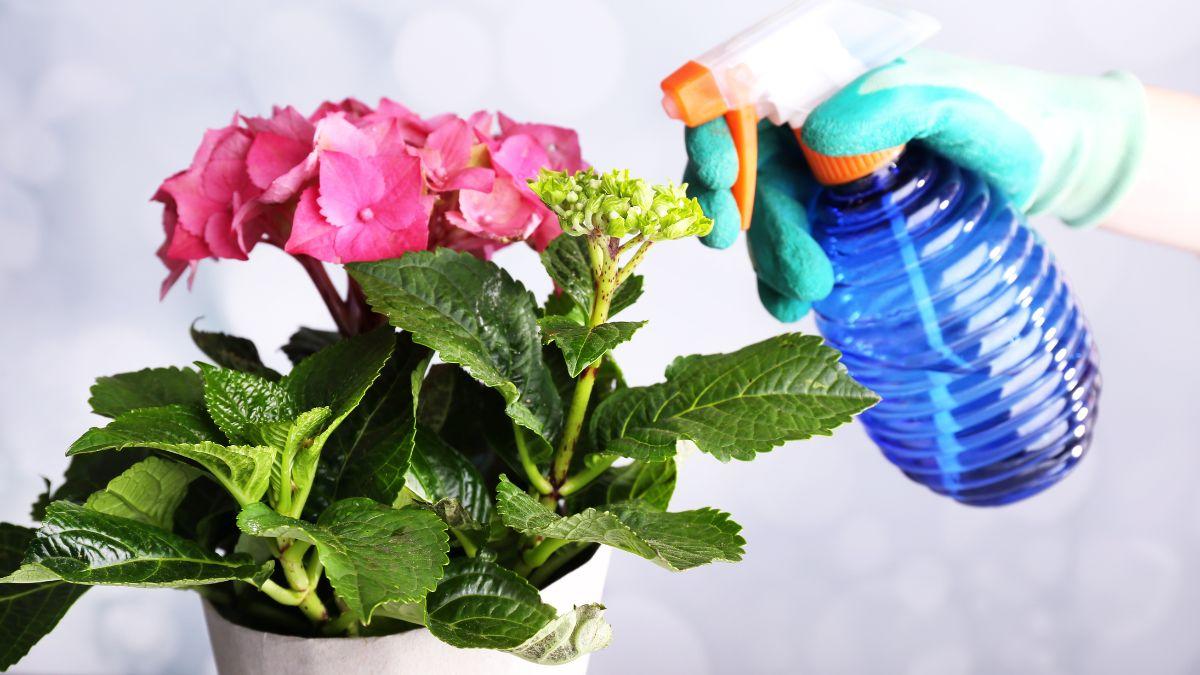 La regla de los tres momentos para regar las plantas y evitar que sufran durante una ola de calor
