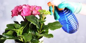 La regla de los tres momentos para regar las plantas y evitar que sufran durante una ola de calor