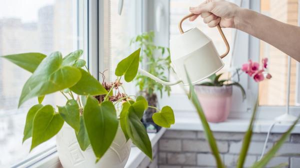 La regla de los tres momentos para regar las plantas y evitar que sufran durante una ola de calor - Los errores al regar que pueden debilitar tus plantas cuando hace mucho calor