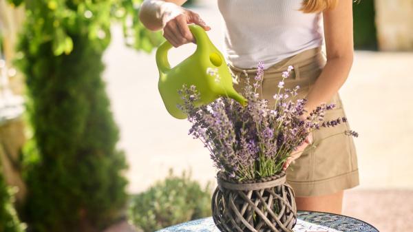 La regla de los tres momentos para regar las plantas y evitar que sufran durante una ola de calor - Qué plantas necesitan más agua durante una ola de calor y cuáles prefieren que no las riegues tanto