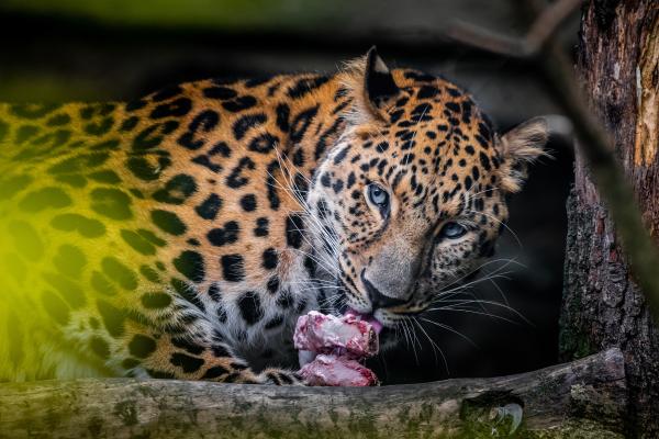 Diferencia entre leopardo, guepardo y jaguar - Alimentación un poco diferente
