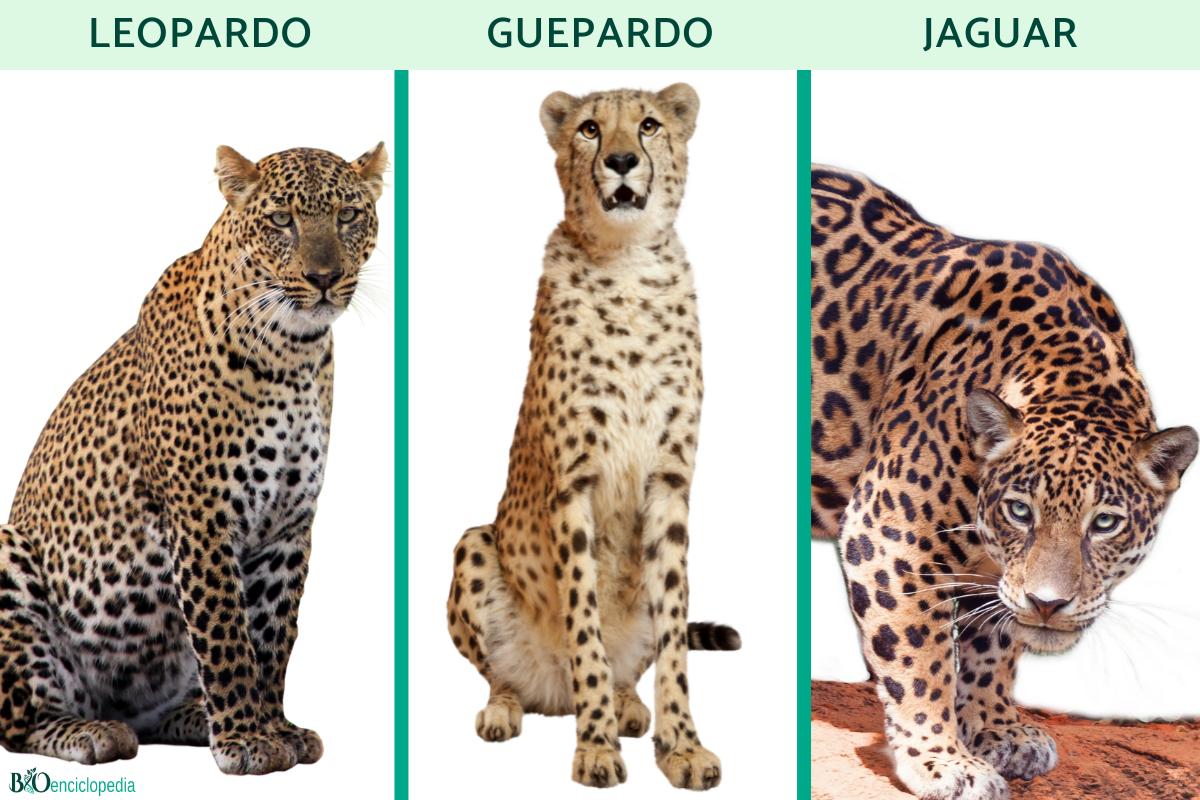 Diferencia entre leopardo, guepardo y jaguar