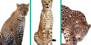 Diferencia entre leopardo, guepardo y jaguar