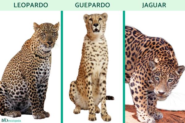 Diferencia entre leopardo, guepardo y jaguar