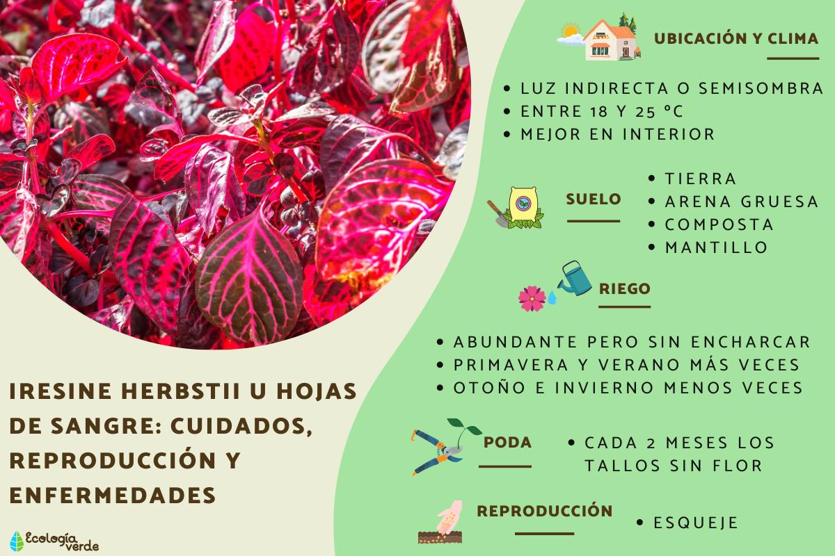 Iresine herbstii u hojas de sangre: cuidados, reproducción y enfermedades