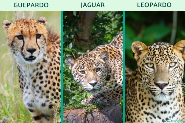Diferencia entre leopardo, guepardo y jaguar - Otras diferencias físicas entre leopardo, guepardo y jaguar