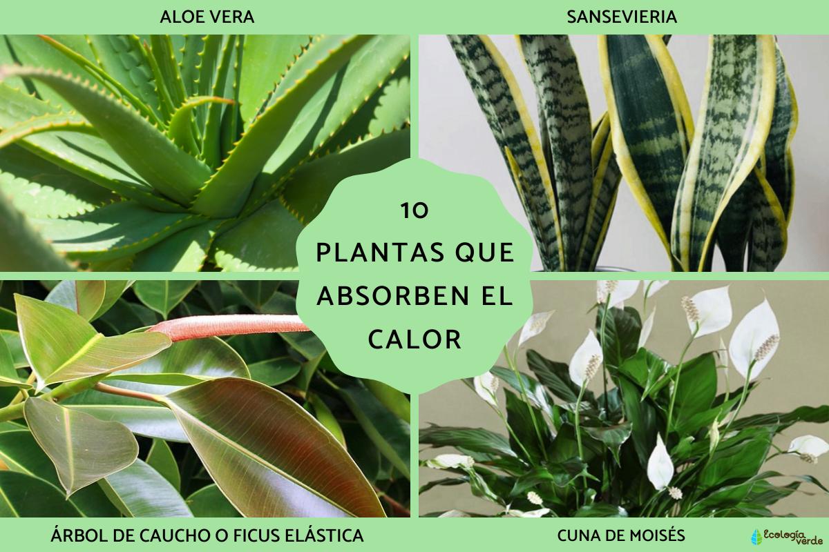 Plantas que absorben el calor