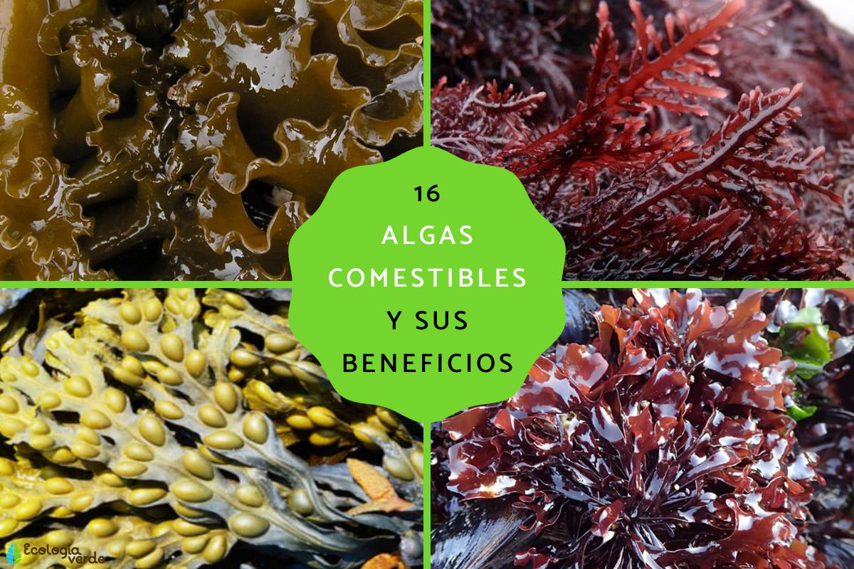 Tipos de algas comestibles y sus beneficios