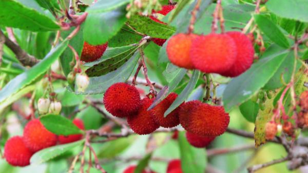 Tiene flores y frutos al mismo tiempo: el árbol mediterráneo que llena de color el jardín durante el otoño - Cómo cuidar el madroño: un árbol resistente y fácil de mantener