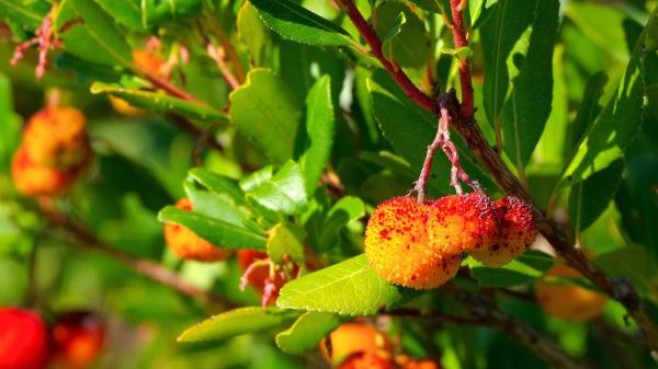 Tiene flores y frutos al mismo tiempo: el árbol mediterráneo que llena de color el jardín durante el otoño - El madroño, el árbol que tiene flores y frutos al mismo tiempo