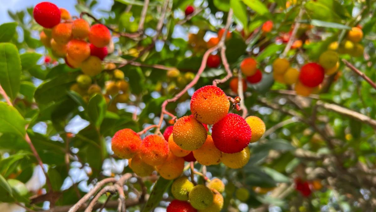 Tiene flores y frutos al mismo tiempo: el árbol mediterráneo que llena de color el jardín durante el otoño