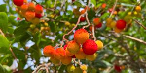 Tiene flores y frutos al mismo tiempo: el árbol mediterráneo que llena de color el jardín durante el otoño