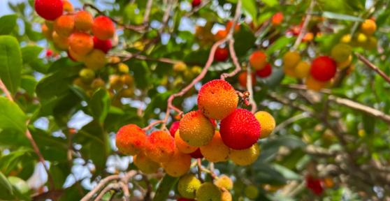 Tiene flores y frutos al mismo tiempo: el árbol mediterráneo que llena de color el jardín durante el otoño