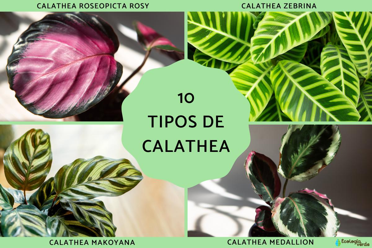 Tipos de calathea