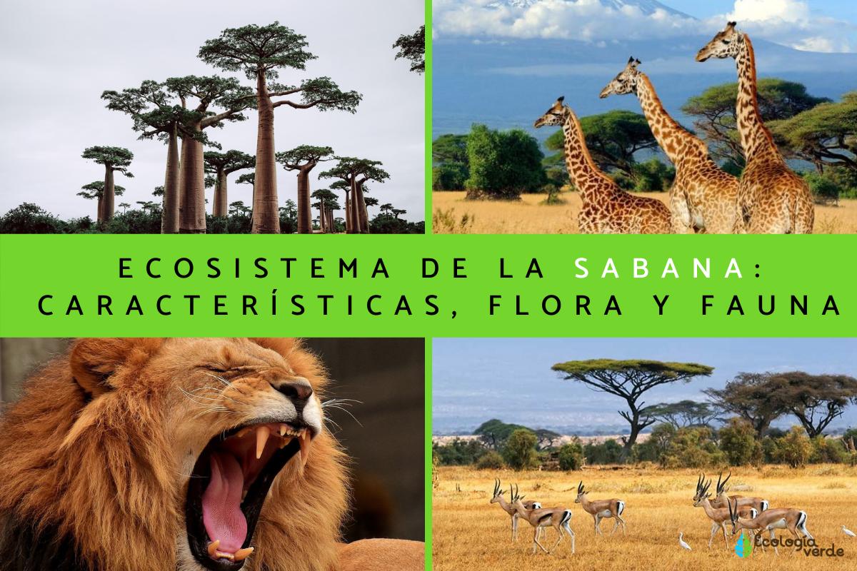 Ecosistema de la sabana: características, flora y fauna