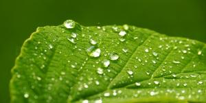 Rocío: qué es y cómo se forma