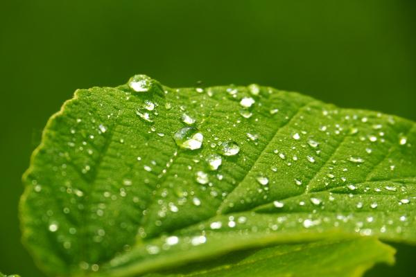 Rocío: qué es y cómo se forma