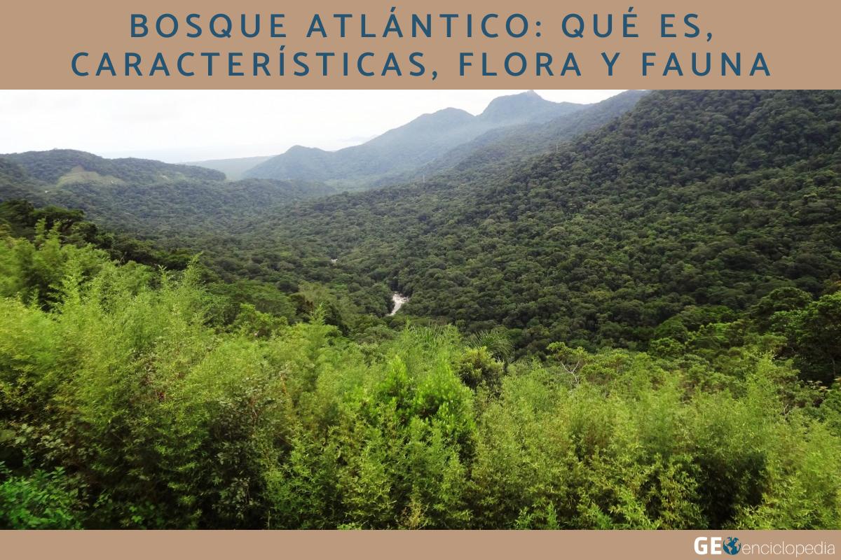 Bosque atlántico: qué es, características, flora y fauna